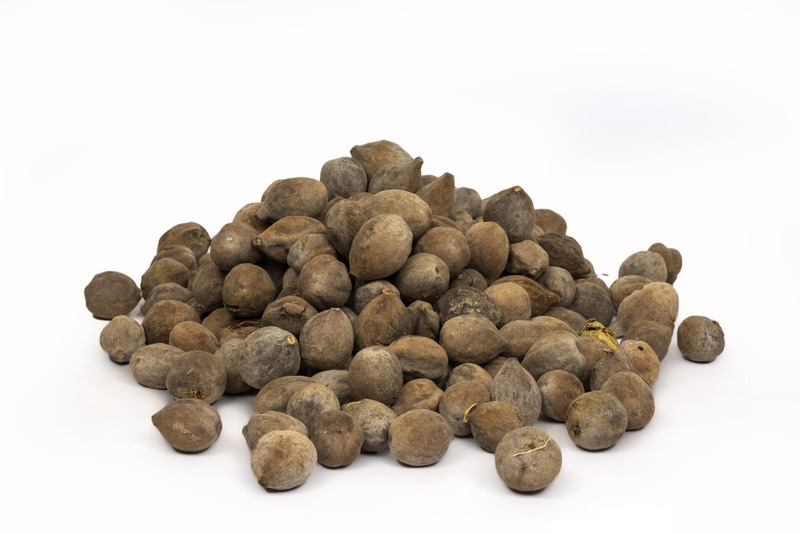 Terminalia Bellirica (Baheda)