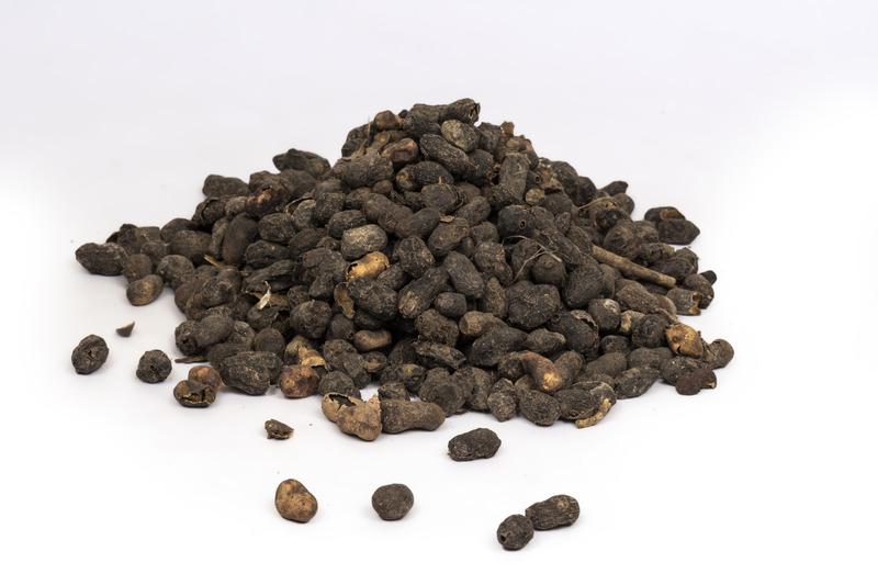 Syzygium cumini (jamun seed)