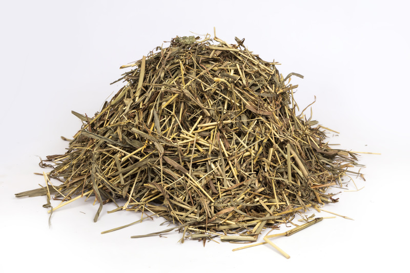 Triticum (Wheat Grass)